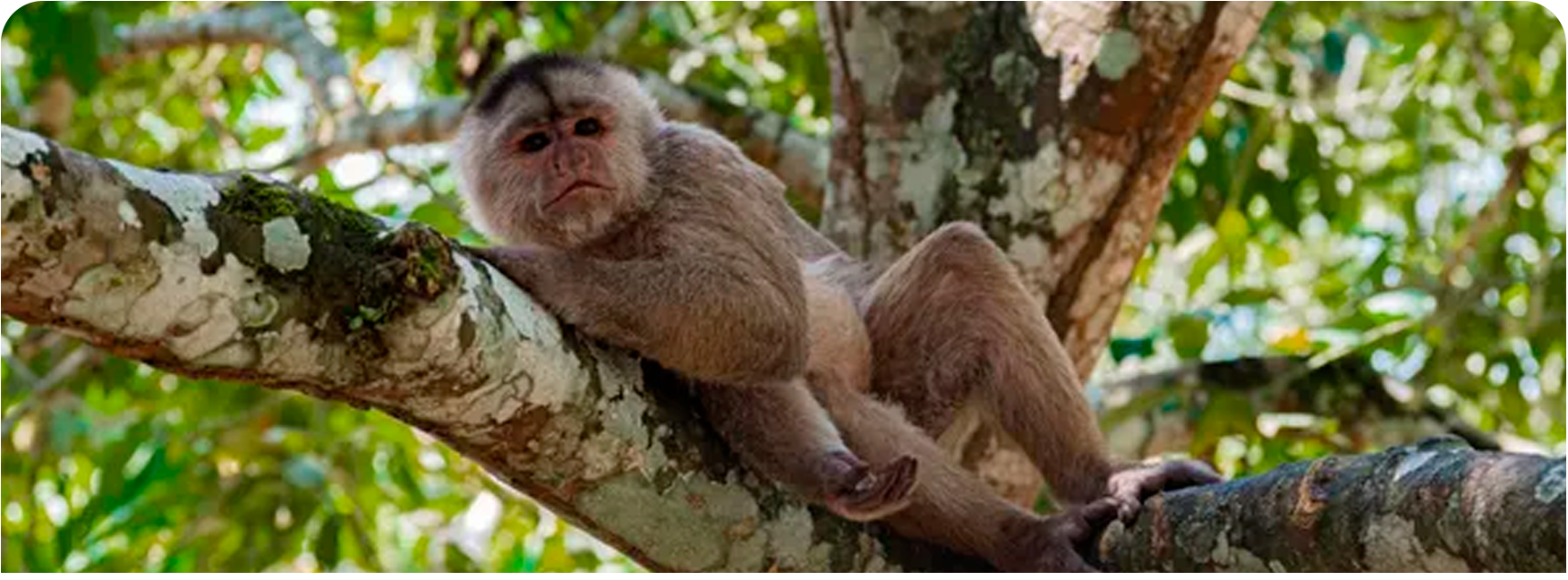 misahualli2
